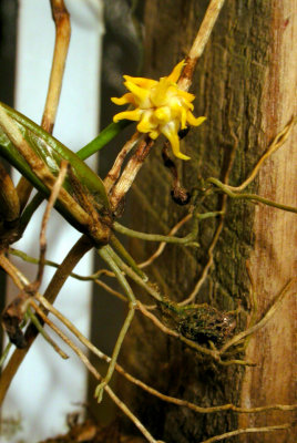 Bulbophyllum  Odoratissium flower clump