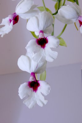 Calanthe Grouville