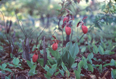 Native Wisconsin Orchids