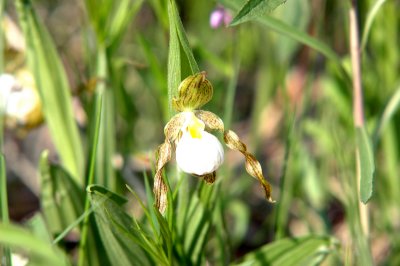 Cypripedium  candidum: White Ladys-slipper orchid