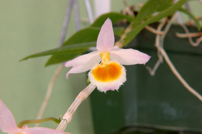 Den. loddigesii Stillwater closeup