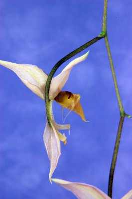 Gongora quinquinervis alba