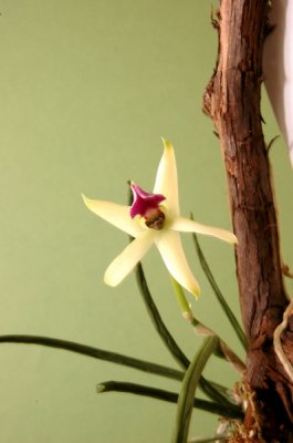 Leptotes bicolor