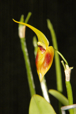 Masdevallia pinocchio