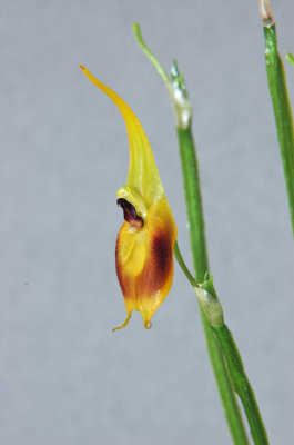 Masdevallia pinocchio