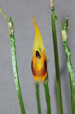 Masdevallia pinocchio