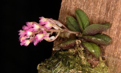 Schoenorchis fragrans