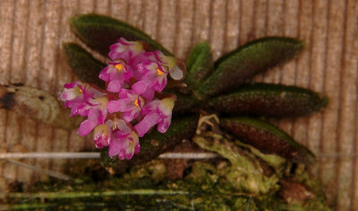 Schoenorchis fragrans