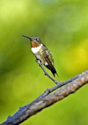 Ruby-throated Hummingbird