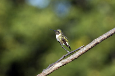 Ruby-throated Hummingbird