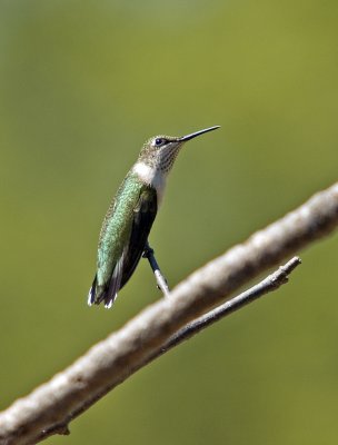 Ruby-throated Hummingbird