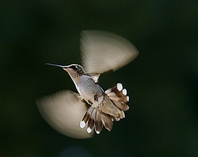 Ruby-throated Hummingbird