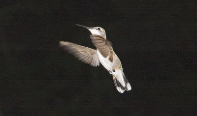 Ruby-throated Hummingbird