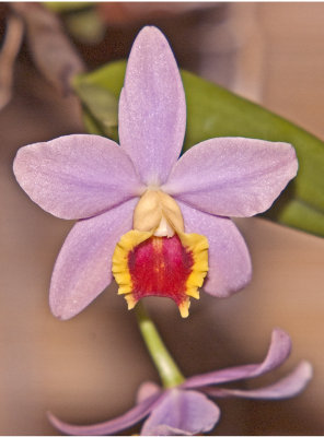 Sophrocattleya Crystelle Smith 'BK Orchids'