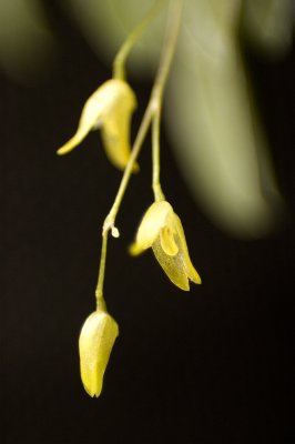 Pleurothallis groby small