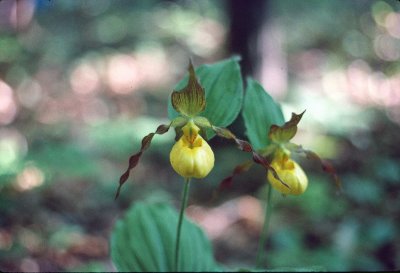 Cypripedium calceolus