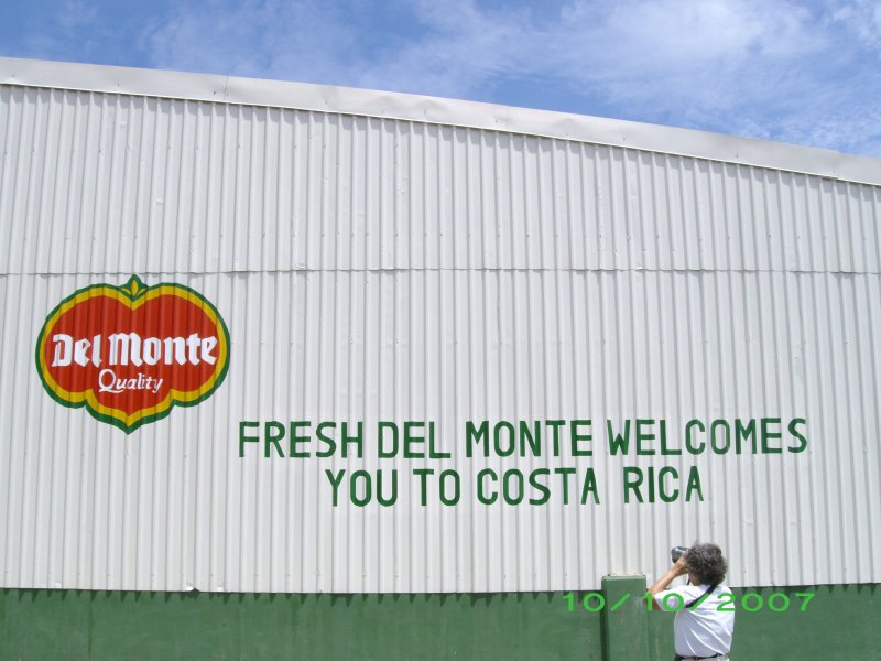 Del Monte banana plantation