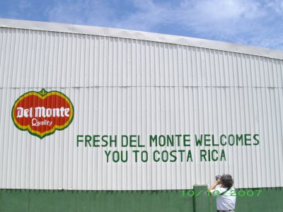 Del Monte banana plantation