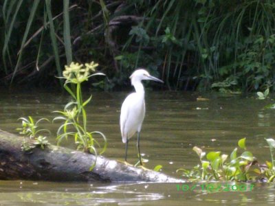 White bird on log -- Costa Rica