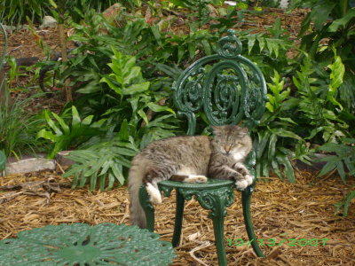 Six-toed cat -- Hemingway House