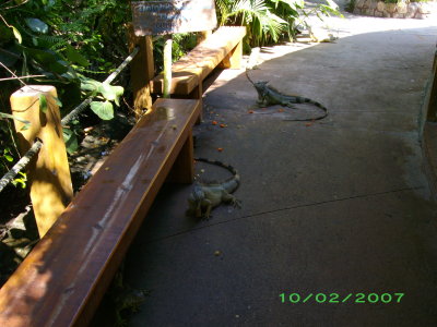 The marina's pet iguanas