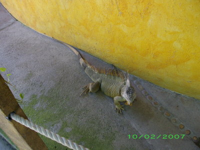 An iguana in the marina