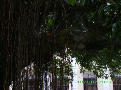 Large tree in a plaza in Cartagena