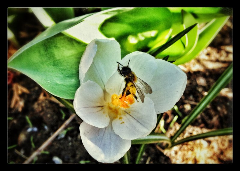 A teeny tiny bee or maybe a bee fly?