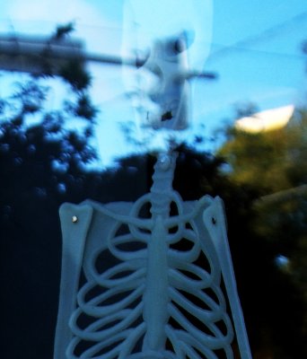 skeletal