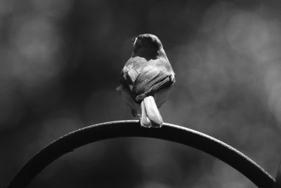 perched