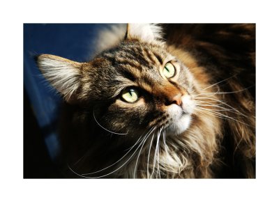 Beau
