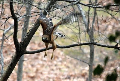 red-shouldered hawk