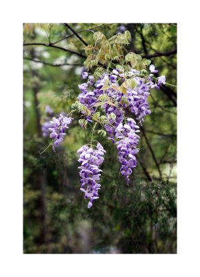 wisteria