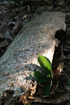 dead wood