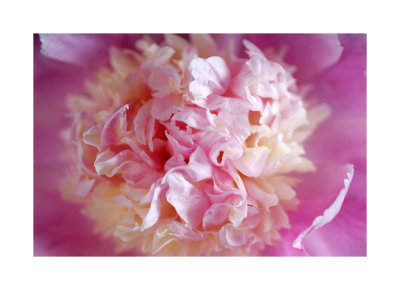 peony