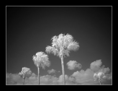 palms in IR