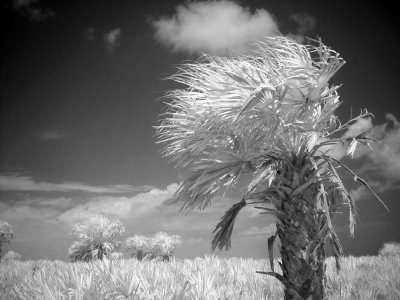 sea breeze