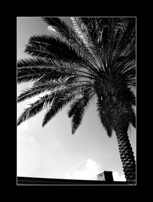 beach street palm