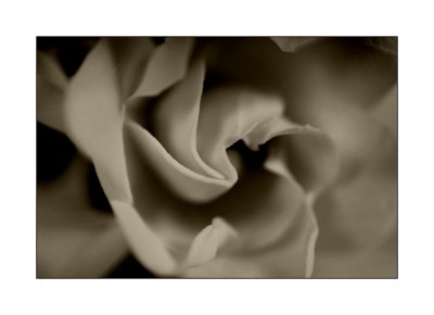 gardenia