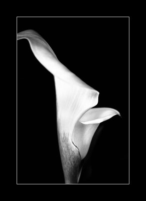 calla