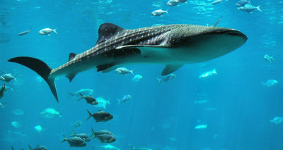 whale shark