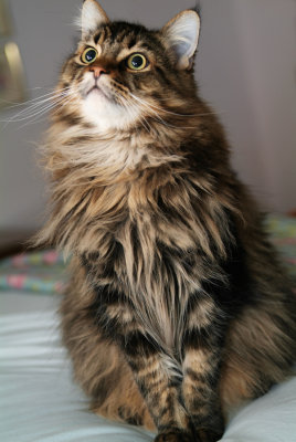 Beau