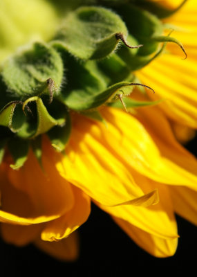 sunny