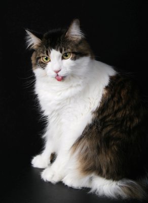 Sofia