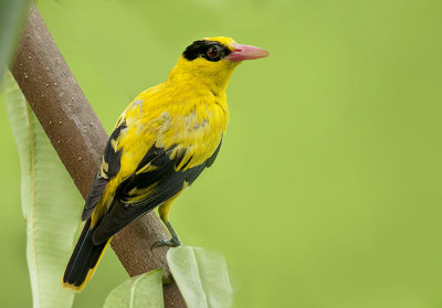 black_naped