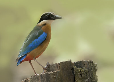 blue_winged_pitta