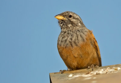 House-Bunting-(male).