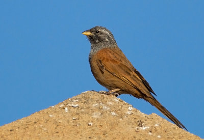 House-Bunting-(male)