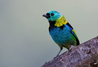 Green-headed-Tanager