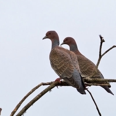 Picazuro Pigeon